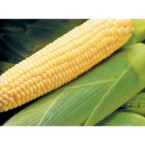Бостон F1 - кукуруза сахарная, 100 000 семян, Syngenta (Сингента), Голландия фото, цена